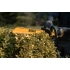 Кущоріз акумуляторний DeWALT DCMHT564P1